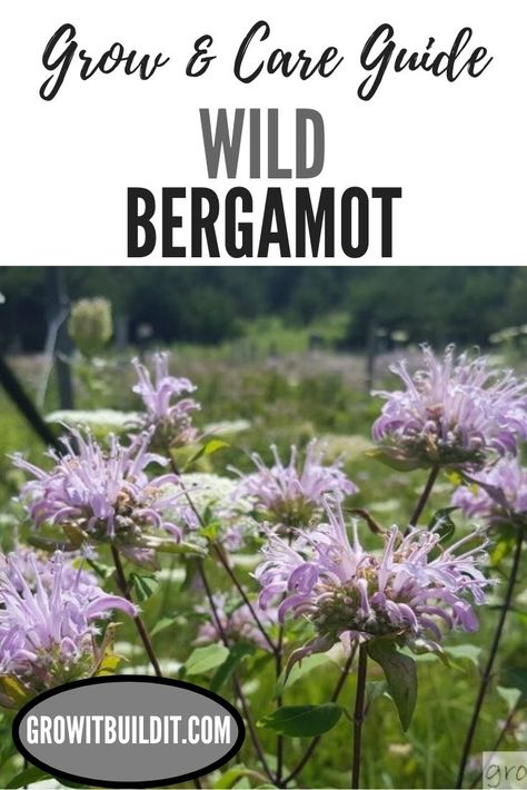 Wild Bergamot is a wildflower that is commonly seen growing wild in ditches, pastures, meadows and prairies.  Native to Eastern North America, Wild Bergamot can add mid-summer color to your yard and attract much wildlife.  Loving full sun and growing to around 4′ tall (1.3 m), Wild Bergamot (also known as Pink Bee Balm) is a pollinator magnet.   Another benefit of this plant is that it is a favorite of hummingbirds, hummingbird moths, and numerous bees and butterflies. Wild Bergamot Plants, Bergamot Plant, Medicinal Gardening, Bee Balm Plant, Wild Bergamot, Herbal Tea Garden, Herb Garden In Kitchen, Pollinator Plants, Medicinal Herbs Garden