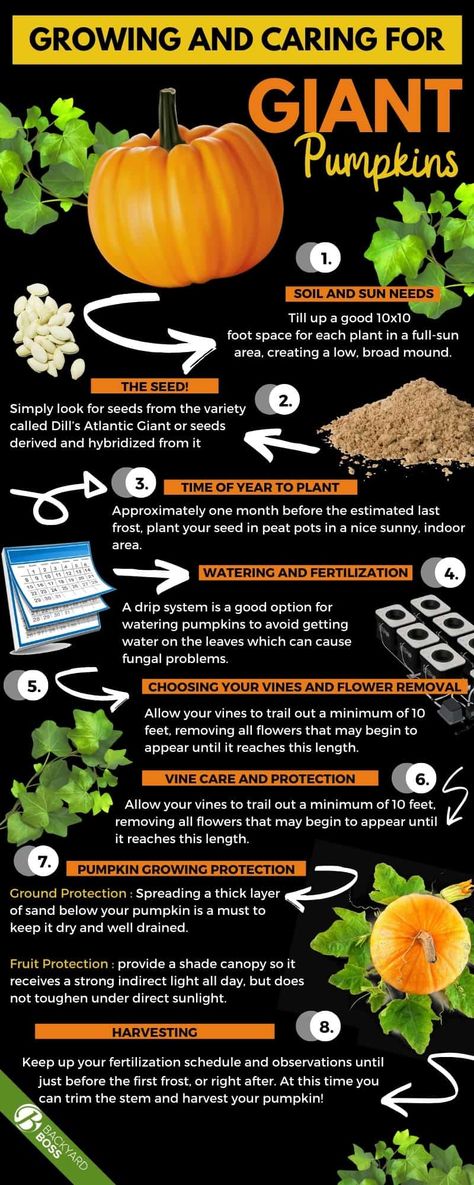 Giant pumpkins are a fun way to involve your family in a whole new gardening adventure. The process is no harder than growing any other vining plant, but a few extra steps are required to ensure an overly large, well cared for pumpkin by the time you harvest. This article explains the whole process and highlights the tips you need for success. All you need is the space to plant your seed (or seedling) and a little bit of shade to ensure protection. #giantpumpkintips #caringforpumpkin When To Plant Pumpkins, Pumpkin Growing, Planting Pumpkins, Fall Gardening, Fall Planting, Garden Tattoo, Pumpkin Garden, Giant Pumpkin, Growing Pumpkins