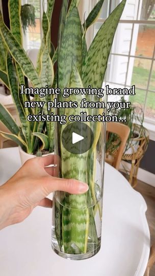 85K views · 7.1K reactions | The feeling of growing new plants from your own collection?! The best. ✨

Propagating your houseplants is so fun and easy!!! and I would love to show you the way! 

🌿How to start propagating!!🌿

➡️There are so many methods to propagate…my personal favorite for anyone just starting out is by simply using water and a glass vessel. 🌿💦

-take cuttings from a healthy plant
-Take more cuttings than you need, as not all will make it!
-Fertilize your plant before propagating
-Water your plant a day or so before propagation
-use a clean, sharp knife or scissors 
-let the cuttings callous prior to placing in water
-place the cuttings in a warm, bright spot
-change your water weekly 
-be patient! 
-I wait to pot the rooted cuttings when roots are about 2-3 inches long Houseplants For Beginners, Snake Plant Indoor, Houseplant Ideas, Plant Inspiration, Snake Plant Care, Houseplant Care, Backyard Landscaping Plans, Plant Propagation, Sharp Knife