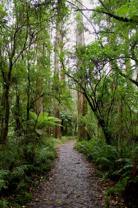 Winter Airbnb, Rainforest Australia, Aus Travel, Dandenong Ranges, Beautiful Australia, Melbourne Travel, Daintree Rainforest, Food Tech, Yarra Valley