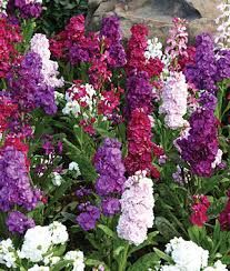 Image result for when to plant stock flowers Stock Flowers, Line Flowers, Stock Flower, Garden Shrubs, English Cottage Garden, Flowers Blooming, Line Flower, Annual Flowers, Gardens Flowers