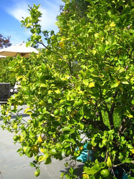 Lime Trees for the orchard Jamaican Garden, Trees Indoors, Lime Trees, Garden Goals, Backyard Farm, Green Lemon, Lime Tree, Sweet Fragrance, Green Fruit