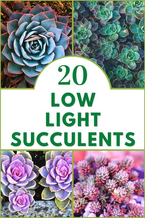 Best Indoor Succulents for Low Light Low Light Succulents, Indoor Succulents, Succulents For Sale, Gardening Gear, Succulents Indoor, Grow Your Own, Low Light, Low Lights, Planting