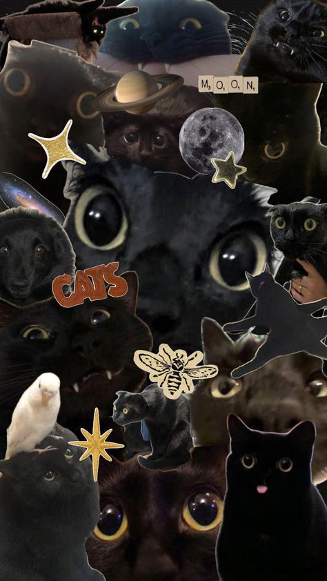 there is an impostor Attractive Wallpapers, Black Cat Aesthetic, Black Cars, Cute Cat Wallpaper, Cat Aesthetic, Silly Pictures, Cat Wallpaper, Silly Cats, Black Cats