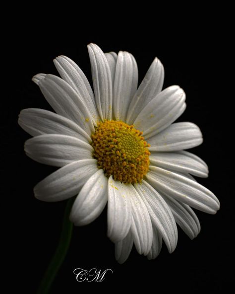 Daisy Photography, Nature Macro, Flower Daisy, Flowers Photography, Art Decoration, Blossom, Daisy, Flowers, Photography