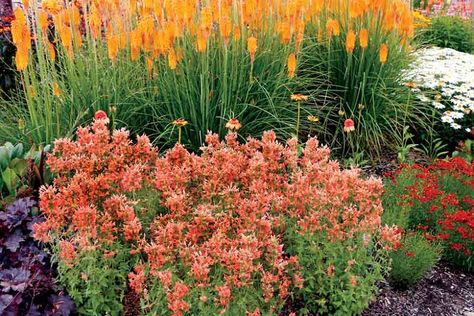 Hummingbird Mint, Prairie Planting, Long Blooming Perennials, Mint Plants, Cosmos Flowers, Hummingbird Garden, Border Plants, Contemporary Garden, Buy Plants