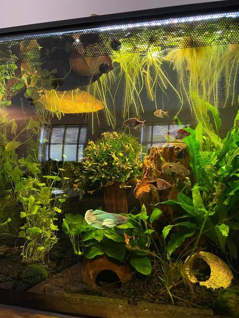 Bio Fish Tank, Bioactive Fish Tank, Community Fish Tank Ideas, Ecosystem Fish Tank, Cottagecore Fish Tank, Big Fish Tank Ideas, Studio Ghibli Fish Tank, Live Plant Fish Tank, Natural Fish Tank Ideas