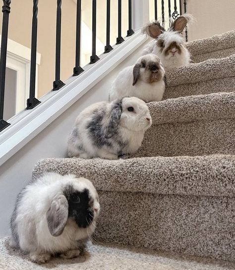 Cutest Bunny Ever, Pet Bunny Rabbits, Cute Bunny Pictures, Bunny Cages, Pet Bunny, Pretty Animals, Cute Animals Images, Fluffy Animals