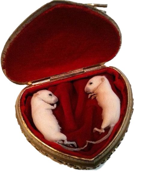 Rat Aesthetics Dark, Taxidermy Aesthetic, Bug Taxidermy, Bad Taxidermy, Taxidermy Decor, Deep Red Velvet, Joe Dirt, Hollow Point, Wet Specimen