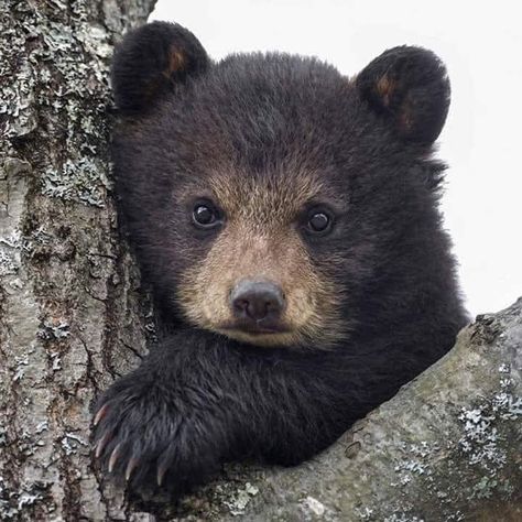 Baby Black Bear, Photo Ours, Black Bear Cub, Bear Tattoos, Bear Pictures, Bear Cub, Bear Art, Bear Cubs, Sweet Animals