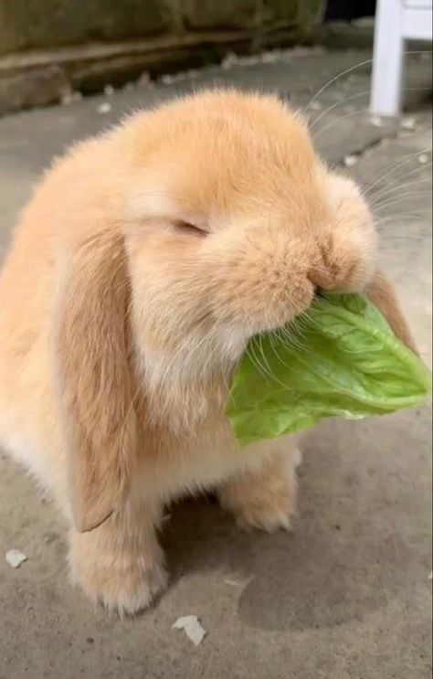 Bunny Breeds, Lop Bunnies, Cutest Bunny Ever, Holland Lop Bunnies, Lop Rabbit, Rabbit Life, Snuggle Bunny, Cute Bunny Pictures