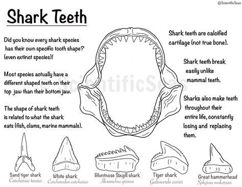 Here is our JAWesome coloring page all about shark teeth! This page features facts about shark teeth for kids (estimated ages 7-11), a jaw to color in, and 5 teeth from different shark species to color in! This coloring page can provide a fun, interactive way for your kids to learn about sharks and help keep them busy, or create a relaxing activity for adults who like to color (So what if shark teeth are naturally white, don't let that stifle your creativity Shark Sketchbook Page, Shark Tooth Drawing, Teeth Coloring Page, Tooth Doodle, Fun Facts About Sharks, Tooth Drawing, Shark Teeth Crafts, Oceanography Marine Biology, Shark Activities