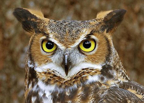 Owls Pictures (3) | Owl | Mr_Pictures | Flickr Owl Facts, Flying Owl, Owl Images, Owl Wallpaper, Owl Photos, Owl Eyes, Your Spirit Animal, Owl Pictures, Big Animals