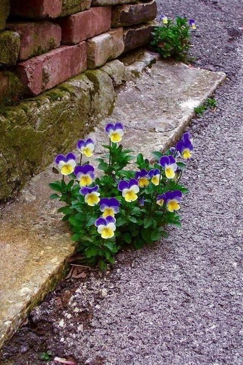 Yellow Pansies, Johnny Jump Up, Rock Flowers, Flowers Growing, Pansies Flowers, Purple And Yellow, Simple Flowers, Rock Garden, Stone Wall