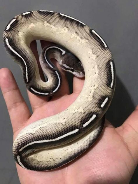 Freeway ball python Snake Ball Python, Ball Python Pet, Snakes With Hats, Anime Pets, Ball Python Snake, Best Small Pets, Reptile Expo, Snake Pet, Pet Snakes