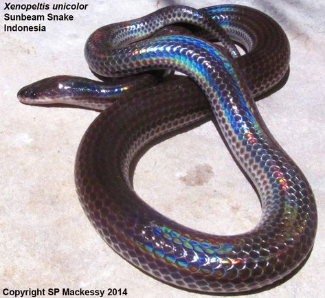 Xenopeltis unicolor (Sunbeam Snake) Sunbeam Snake, Snake Care, Animal Farming, Enclosure Ideas, Rat Snake, Snake Black, Animal Conservation, Black Rainbow, Vet Tech