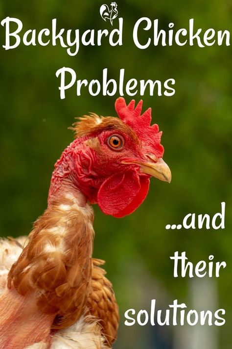 Raising Turkeys, Chicken Flock, Chicken Care, Raising Chicks, Urban Chickens, Backyard Chicken Farming, Chicken Health, Raising Backyard Chickens, Chicken Coop Designs