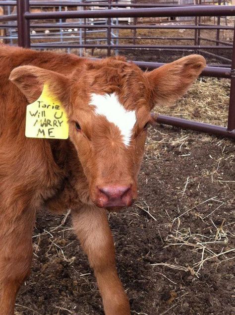 Cutest proposal ever.... for a farm girl anyways :p Cowboy Proposal Ideas, Cow Proposal Ideas, Farm Proposal Ideas, Farm Proposal, Proposal Ideas Engagement, Livestock Judging, Promposal Ideas, Engagement Proposals, Cute Prom Proposals