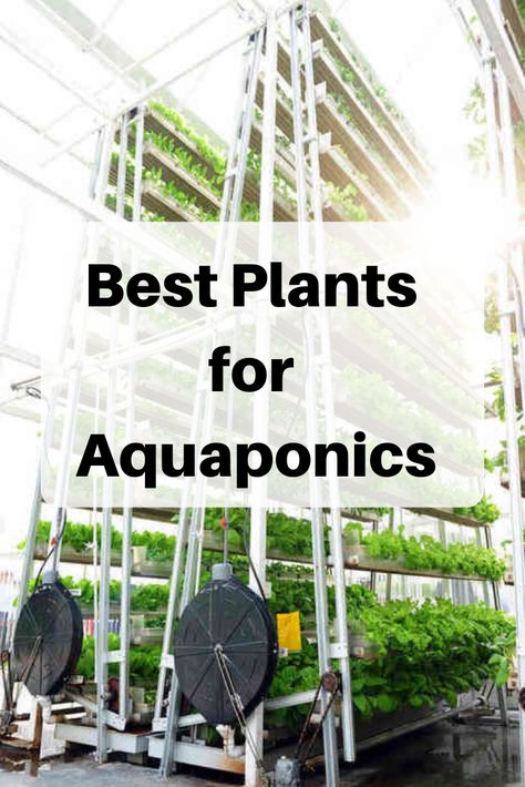 Vertical Aquaponics, Aquaponics Greenhouse, Backyard Aquaponics, Aquaponics Plants, Aquaponics Fish, Aquaponics Diy, Film Technique, Hydroponic Farming, Hydroponics Diy