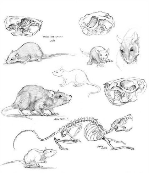 Rat Drawing Reference, Rat Drawing, Maus Illustration, Skeleton Drawings, Mouse Drawing, Animal Skeletons, Animal Study, Cute Rats, Anatomy Drawing