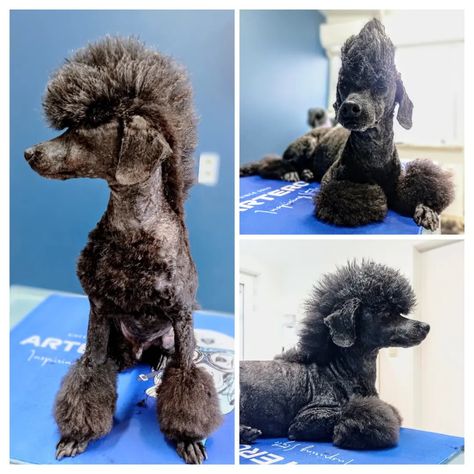 Poodle mohawk groom, a badass lookand mantenance friendly cut for a poodle Poodle Haircut Styles Mohawk, Cool Poodle Haircuts, Funny Poodle Haircuts, Boy Poodle Haircut Styles, Poodle Mohawk Dog Grooming, Male Poodle Haircut Styles, Poodle Mullet, Poodle Mohawk, Standard Poodle Haircut Styles