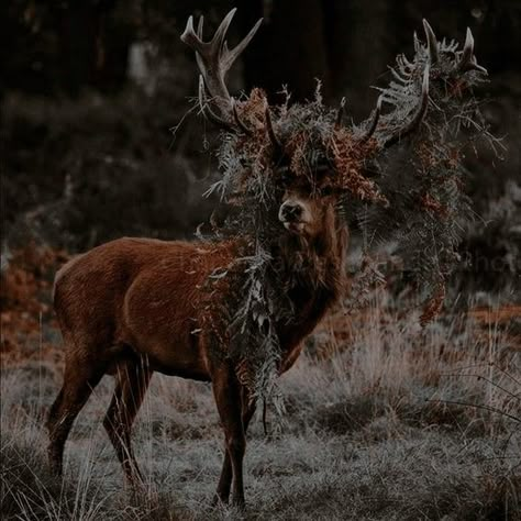 Lily And James Potter, Marauders Characters, Lily And James, Piper At The Gates Of Dawn, Marauders Aesthetic, Fae Aesthetic, Horror Aesthetic, Potter Aesthetic, Vulture Culture