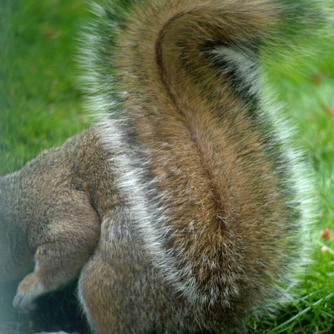 A squirrel tail that looks like a bottle-brush. Tail Ideas, Eastern Gray Squirrel, Grey Squirrel, Tail Hairstyle, Squirrel Tail, Fox Squirrel, A Squirrel, Baby Squirrel, Cute Animals