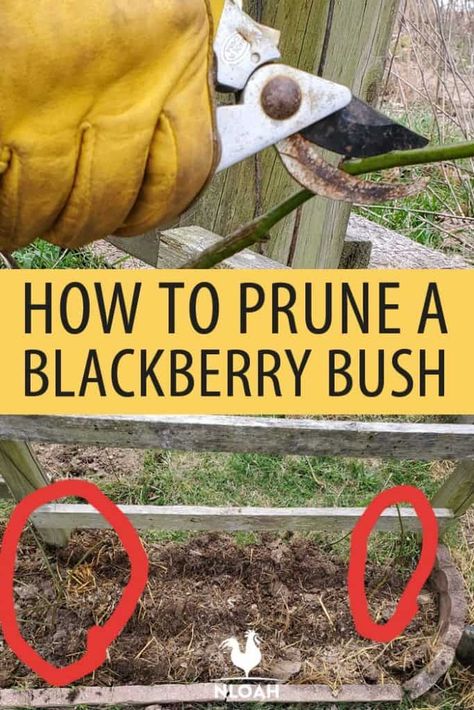 Pruning blackberry bushes is less about the technique and knowing which ones to prune and when. We tell you all about it. #gardening #blackberries #pruning Blackberry Bushes Trellis, Blackberry Bush Trellis Garden Ideas, Prune Blackberry Bush, Blackberry Pruning Tips, How To Prune Blackberry Bushes, Pruning Blackberry Bushes, Blackberry Bush Trellis, Blackberry Trellis Ideas, Pruning Blackberries