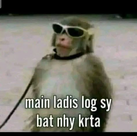 Monkey Meme, Monkey Memes, Funny Compliments, Funny Dp, Dry Sense Of Humor, Funny Dialogues, Funny Words To Say, Desi Humor, Funny Attitude Quotes