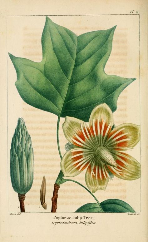 Tulip Tree, Lyriodendrum tulipfera Tulip Poplar Tree, Tulip Poplar, Tulip Tree, Illustration Botanique, Tree Clipart, Vintage Botanical Prints, Botanical Beauty, Deciduous Trees, Tree Tattoo