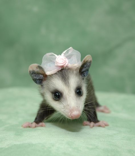 Baby Opossum, Baby Possum, Awesome Possum, Trash Panda, Silly Animals, Weird Animals, An Animal, Cute Little Animals, Animals Friends