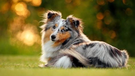 7 Things You Didn't Know about the Miniature Collie Miniature Collie, Mini Collie, Shetland Sheepdog Blue Merle, Shetland Sheepdog Puppies, Herding Cats, Dog Dna Test, Sheltie Dogs, Shetland Sheep, Herding Dogs