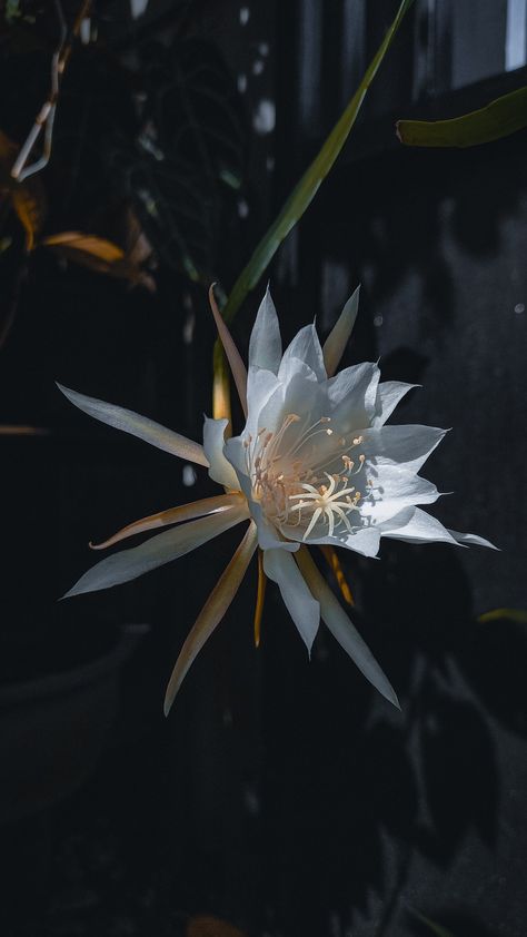 Queen Of The Night Flower, Queen Of Night, Queen Of The Night, Night Flowers, Moon Garden, Desert Plants, Flower Wallpaper, Happy Places, Beautiful Flowers