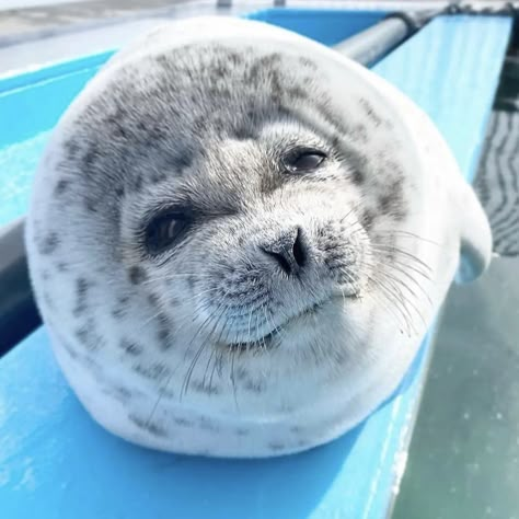 Ringed Seal, Funny Seals, Funny Face Photo, Harp Seal, Cute Seals, Baby Seal, A Seal, Silly Animals, Sea Lion