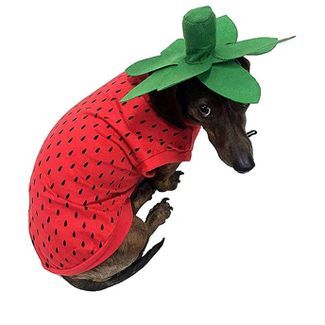 Midlee Strawberry Dog Costume : Target Costumes You Can Make At Home, Strawberry Halloween, Halloween Dog Costume, Strawberry Costume, Dog Halloween Costume, Food Costumes, Pet Halloween Costumes, Halloween Dog, Dog Halloween Costumes