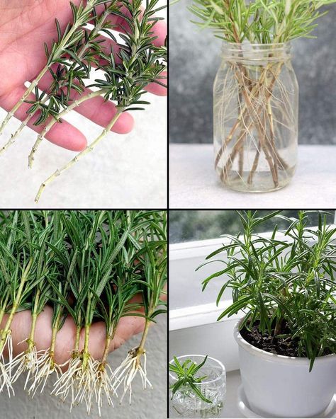 Rosemary Growing, Rosemary Plant Care, Propagate Rosemary, Grow Rosemary, Dirt Therapy, Regrow Vegetables, Organised Life, Growing Rosemary, Rosemary Plant