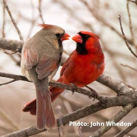 Cardinals Painting, Cardinal Couple, Cardinal Birds, Red Bird, Backyard Birds, Bird Pictures, Pretty Birds, Red Birds, Animal Jokes