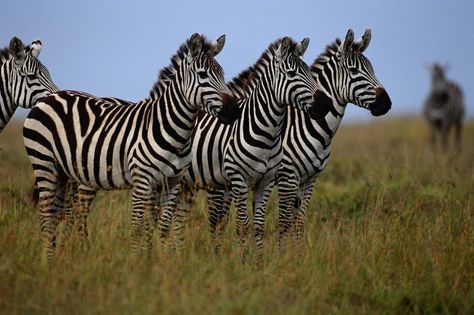 Plains Zebra, Fact Republic, White Animals, Zebra Art, Giant Pandas, Zebras Animal, List Of Animals, Random Facts, Giant Panda