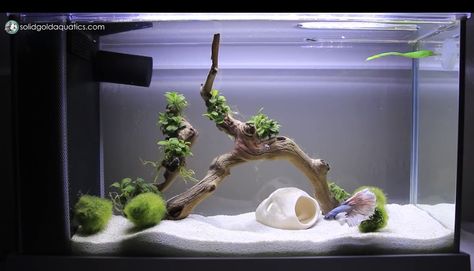 Fish Aquarium Decorations, Fish Pond Gardens, Fish Tank Terrarium, Cool Fish Tanks, Small Fish Tanks, Diy Fish Tank, Aquascape Design, Fish Tank Design, Aquarium Setup