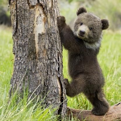 Showing some love for brown bears now😊 #brownbear #brownbears #bear #bears #teddybear #bearcub #fluffy #animal #animals #friends #cute… Beruang Grizzly, Grizzly Bear Cub, Regnul Animal, Nosara, Animale Rare, Bear Cubs, Grizzly Bear, Cute Animal Pictures, Cute Creatures