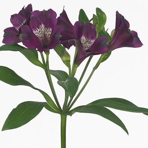 ALSTROEMERIA CARLINE 75cm 50gm | Wholesale Dutch Flowers & Florist Supplies UK June Flowers, Dutch Flowers, Peruvian Lilies, Forest Theme Wedding, Flower Guide, Flower Bucket, Florist Shop, Florist Supplies, Flowers Delivered