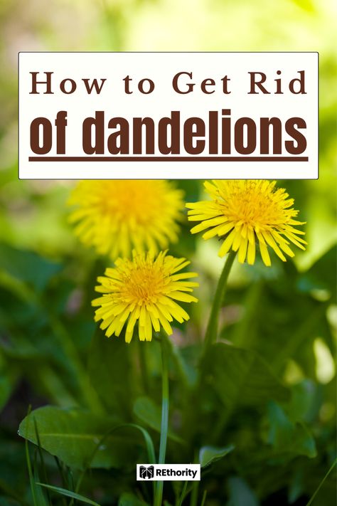 Wondering how to get rid of dandelions? These intrusive weeds are every homeowner’s worst nightmare, and ridding your yard of them seems like a full-time job. Read on to learn the easy way to quickly get rid of them. Get Rid Of Dandelions, Common Lawn Weeds, Green Landscapes, Real Estate Content, Property Investor, Dandelion Root, Tranquil Retreat, Creative Diy Projects, Best Commercials