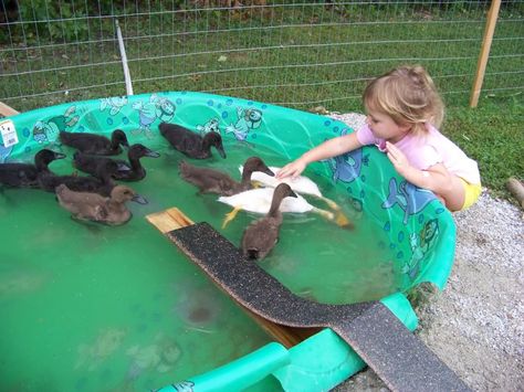 Duck Pond Ramp, Duck Pool Ramp, Duck Ramp, Farm Ducks, Pool Ramp, Duck Enclosure, Duck Pool, Duck Pond, Chicken Coop