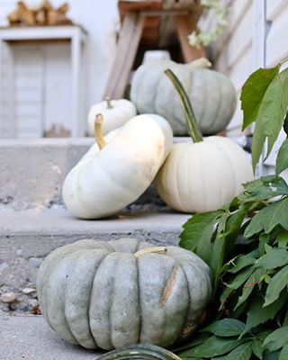 White Mums, Fall Mums, How To Make Pumpkin, Pumpkin Farm, Fall Front Porch Decor, Fall Table Decor, Fall Front Porch, Fall Outdoor Decor, Front Porch Decorating