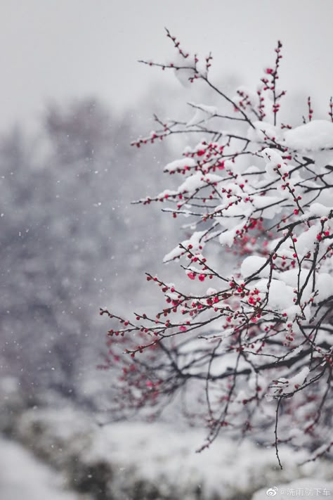 Red Berries In Snow, Elegant Winter Aesthetic, Winter Days Aesthetic, Snow Inspiration, February Moodboard, January Aesthetic, Flowers In Winter, Goth Winter, Winter Collage