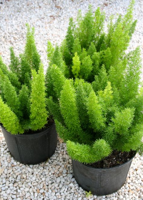 Foxtail Fern; great bed border. Adds contrast and texture. Good for hanging baskets. Asparagus Densiflorus, Foxtail Fern, Fern Plants, Pretty Plant, Ferns Garden, Drought Resistant Plants, Asparagus Fern, Coastal Gardens, Fern Plant