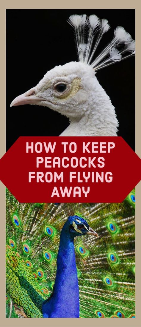 Often strutting about in open ground, peacocks are majestic fowls to look at, especially as they fan out their tails. But for budding peacock owners, it may come as a surprise that peacocks will fly away if they’re untrained or left out of the pen at night. So, how can you keep peacocks from flying away? Peacock House Ideas, Peacock Aviary Ideas, Peacock Coop Pens, Peacock Pens Ideas, Peacock Coop Ideas, Peacock Enclosure Ideas, Peacock Farming, Peacock Shelter, Peacock Raising