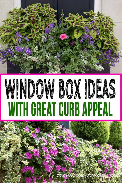 Front Window Planter Boxes, Flower Box Ideas, Window Wonderland, Window Box Ideas, Flower Combinations, Window Box Plants, Window Box Garden, Box Flowers, Container Garden Design