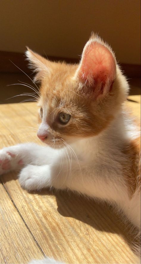 Cats Ginger And White, Ginger And White Kitten, Orange Cat White Paws, White And Ginger Cat, Blonde Kitten, Ginger White Cat, Orange And White Kitten, White And Brown Cat, White And Orange Cat