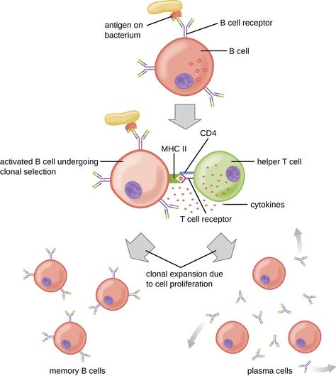 Adaptive Immunity, Vitamins For Immune System, Microbiology Study, Adaptive Immune System, Clinical Chemistry, White Blood Cell, Basic Anatomy And Physiology, B Cell, Immune System Boosters